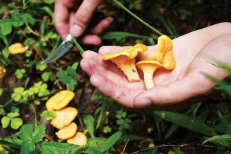 Supplement Your Diet with Edible Wild Plants Image